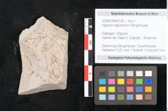 Foto (Objekt + Etikett) von Hypnum sagorianum Ettingshausen (NHMW-GEO-2024-0188-6729)
